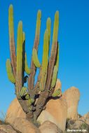 Image of Pachycereus pringlei (S. Watson) Britton & Rose