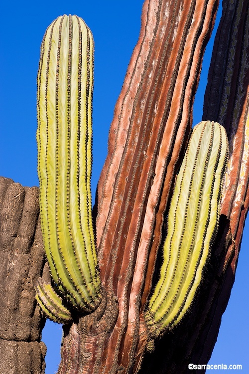 Image of Pachycereus pringlei (S. Watson) Britton & Rose