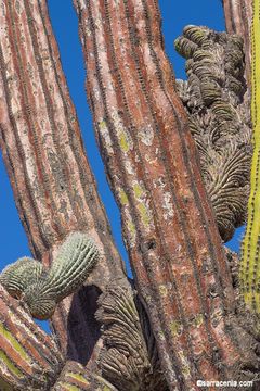 Image of Cardón Cactus