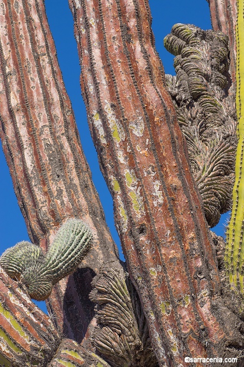 Image of Pachycereus pringlei (S. Watson) Britton & Rose