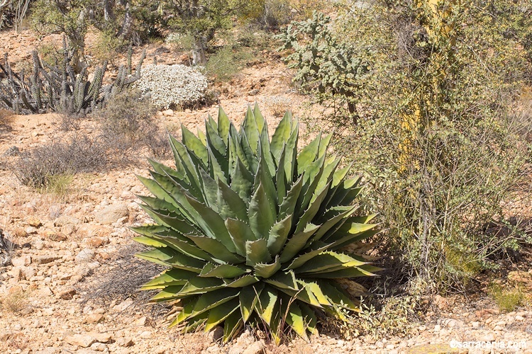 Image de Agave avellanidens Trel.