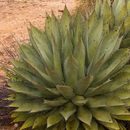 Image of Agave avellanidens Trel.