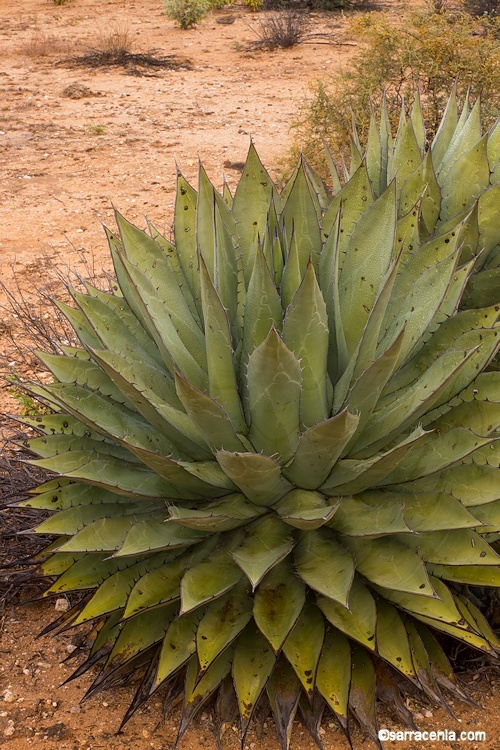 Image of Agave avellanidens Trel.