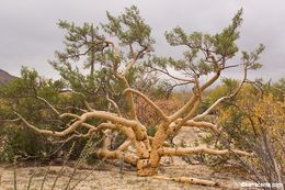 Image of elephant tree