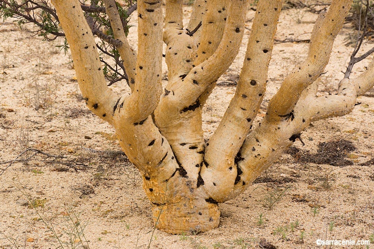 elephant tree - Encyclopedia of Life