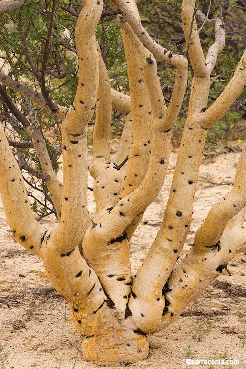 Image of elephant tree