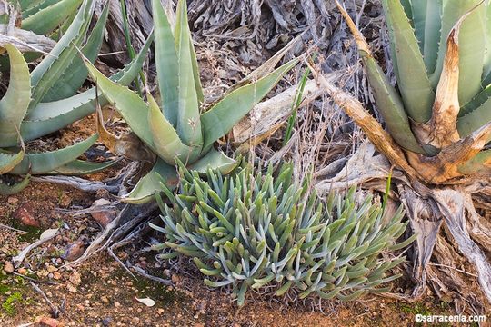 Sivun Dudleya pauciflora Rose ex Britton & Rose kuva