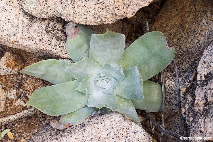 Imagem de Dudleya pulverulenta (Nutt.) Britton & Rose