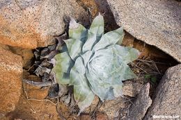 Image of chalk dudleya