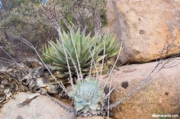 Image of chalk dudleya