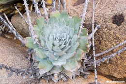 Imagem de Dudleya pulverulenta (Nutt.) Britton & Rose