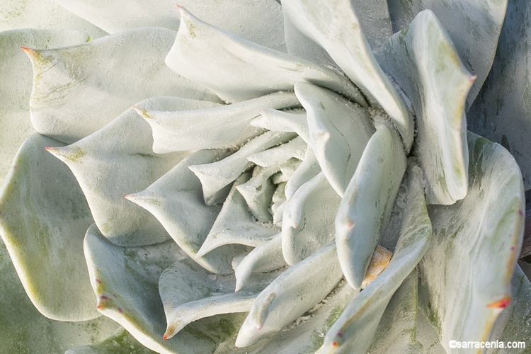 Image of chalk dudleya