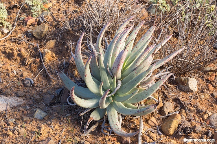 Imagem de Dudleya rigidiflora Rose ex Britton & Rose