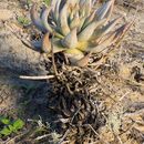 Image of Dudleya rigidiflora Rose ex Britton & Rose