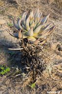 Imagem de Dudleya rigidiflora Rose ex Britton & Rose