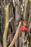 Image of Euphorbia lomelii V. W. Steinm.