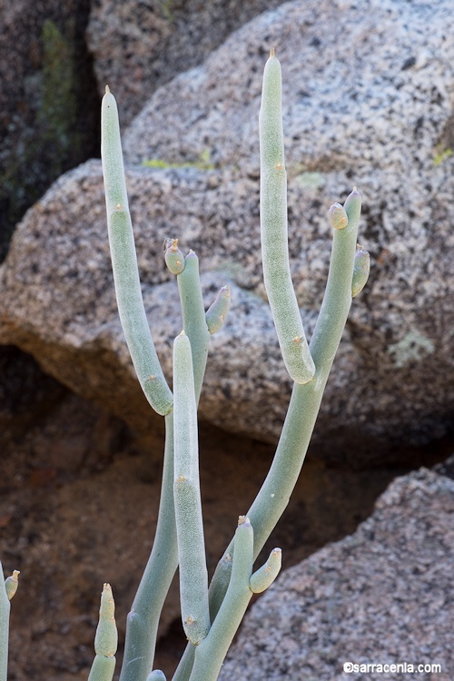 Image of Euphorbia lomelii V. W. Steinm.