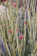 Image of Euphorbia lomelii V. W. Steinm.