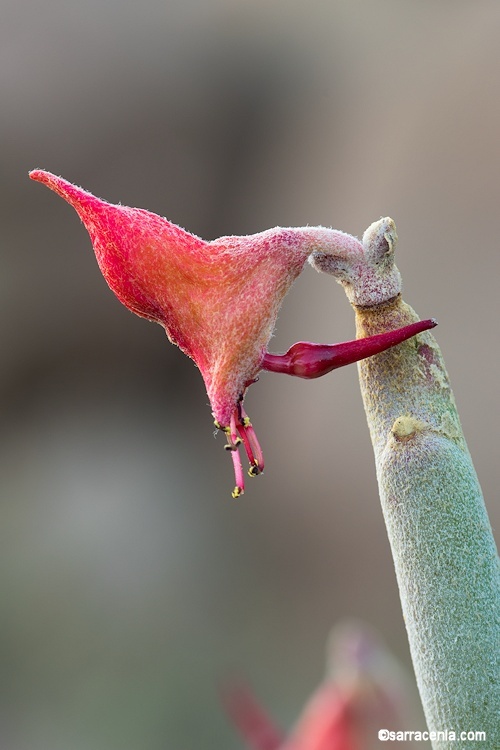 Image of Euphorbia lomelii V. W. Steinm.