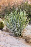 Image of Euphorbia lomelii V. W. Steinm.