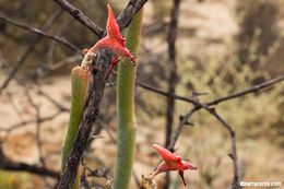 Image of Euphorbia lomelii V. W. Steinm.