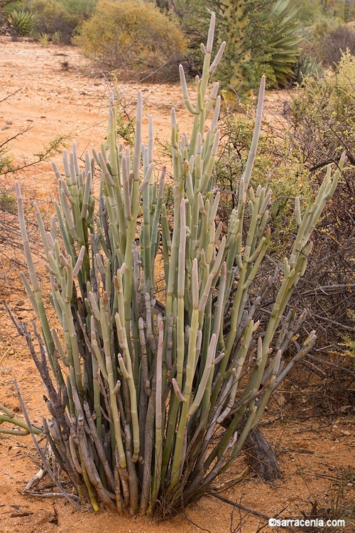 Image of Euphorbia lomelii V. W. Steinm.