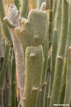 Image of Euphorbia lomelii V. W. Steinm.