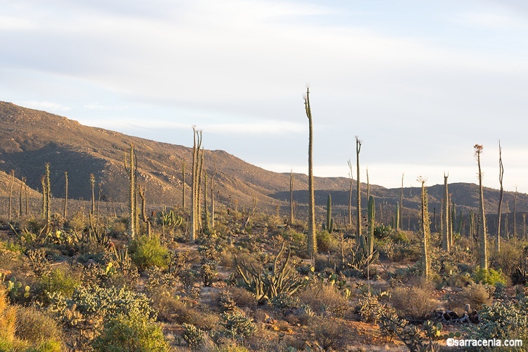 Image of boojum tree