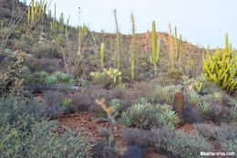 Image of boojum tree