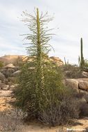 Imagem de Fouquieria columnaris Kellogg ex Curran