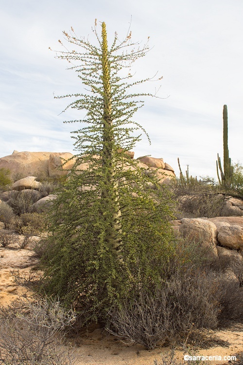 Image of boojum tree