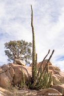 Imagem de Fouquieria columnaris Kellogg ex Curran