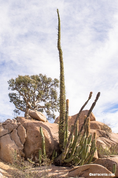 Image of boojum tree