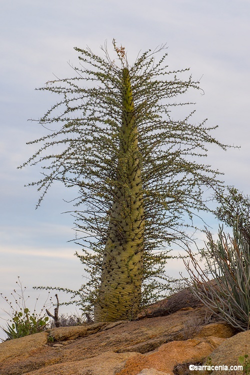 Imagem de Fouquieria columnaris Kellogg ex Curran