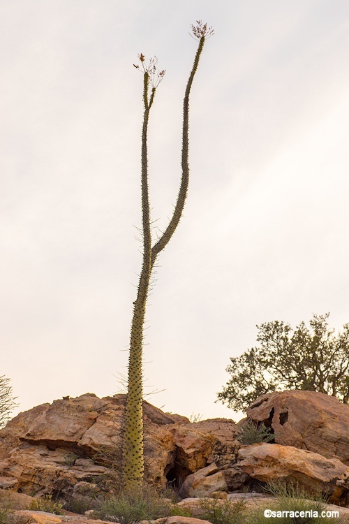 Imagem de Fouquieria columnaris Kellogg ex Curran