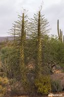 Imagem de Fouquieria columnaris Kellogg ex Curran