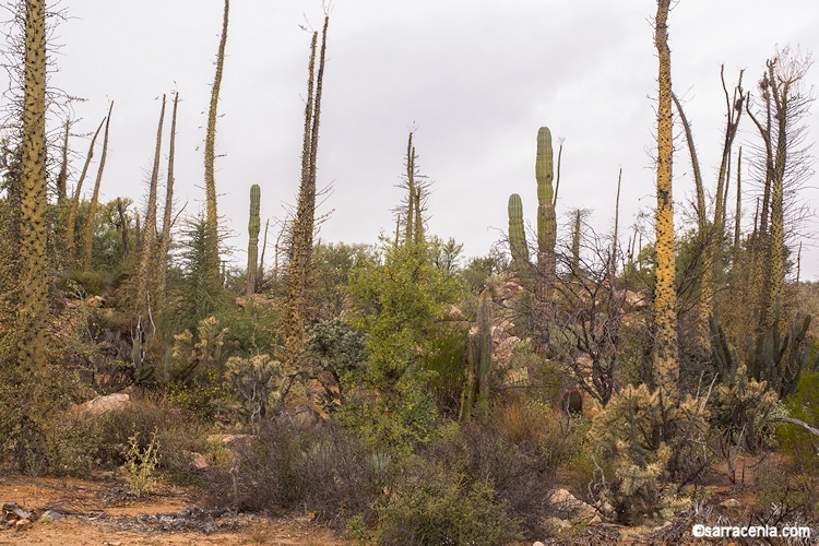 Image of boojum tree