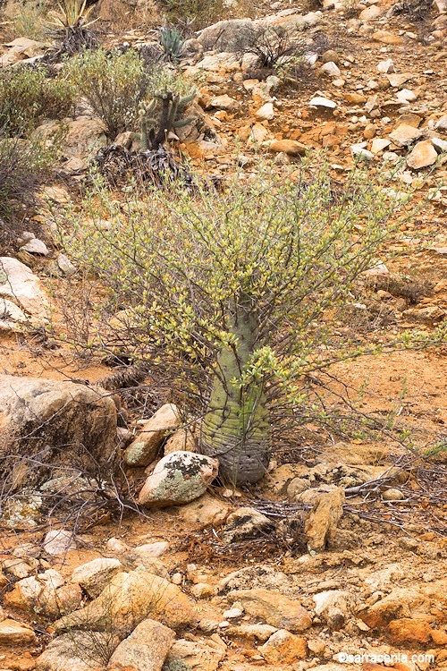 Imagem de Fouquieria columnaris Kellogg ex Curran