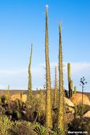 Imagem de Fouquieria columnaris Kellogg ex Curran