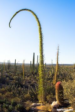 Image of boojum tree