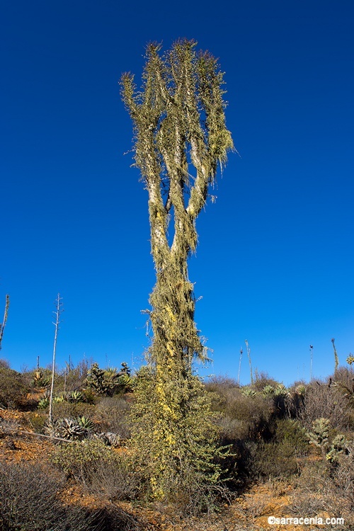 Imagem de Fouquieria columnaris Kellogg ex Curran