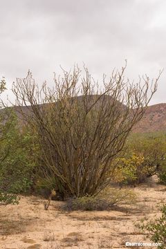 Image of Adam's tree