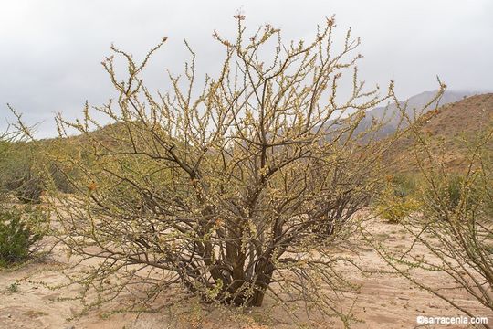 Image of Adam's tree