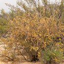 Image of Arizona nettlespurge
