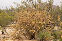 Imagem de Jatropha cinerea (Ortega) Müll. Arg.