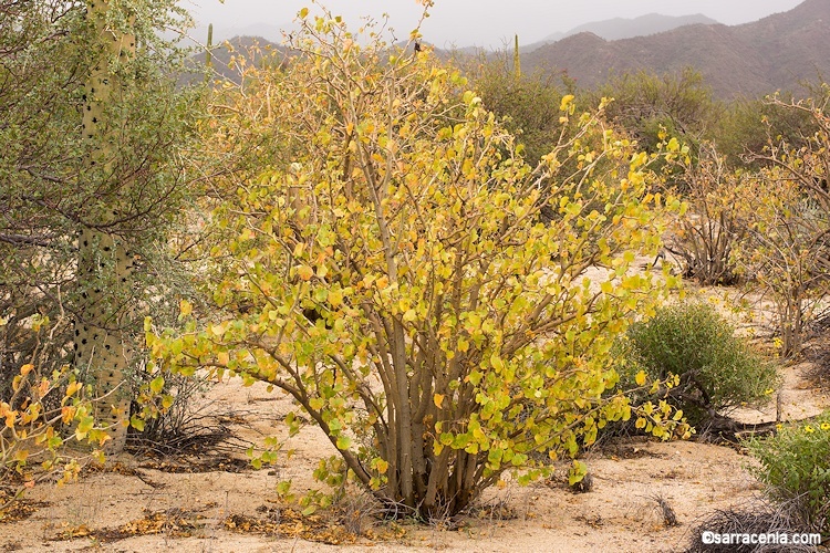 Imagem de Jatropha cinerea (Ortega) Müll. Arg.