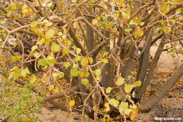 Imagem de Jatropha cinerea (Ortega) Müll. Arg.