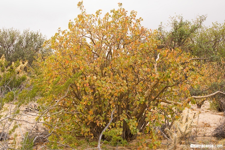 Imagem de Jatropha cinerea (Ortega) Müll. Arg.