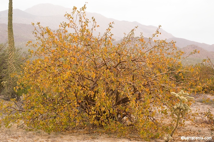 Imagem de Jatropha cinerea (Ortega) Müll. Arg.