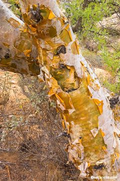 Plancia ëd <i>Pachycormus discolor</i> var. <i>pubescens</i>